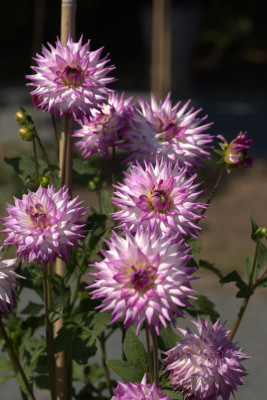 3Q7A9078.jpg