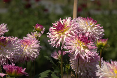 3Q7A9034.jpg