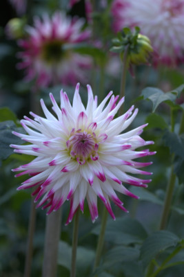 3Q7A9046.jpg