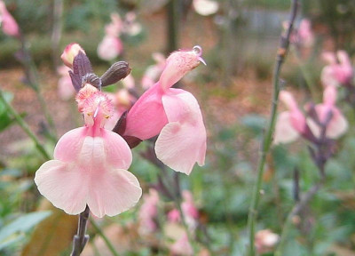 Salvia_gregii_20081116.jpg