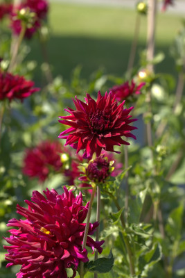 3Q7A9058.jpg