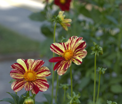 3Q7A9007.jpg