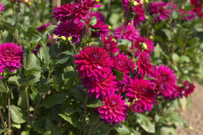 3Q7A9023.jpg