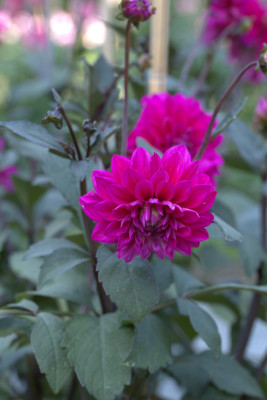 3Q7A9037.jpg