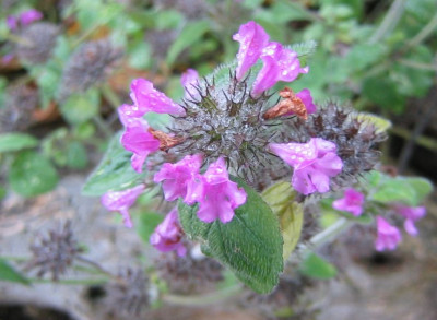 Calamintha_clinopodium_20081116.jpg