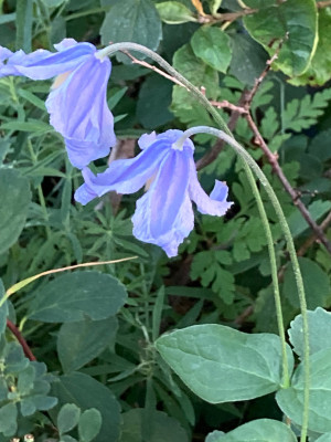 IMG_0920.jpeg