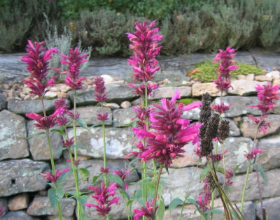 Agastache_mexicana_20081116.jpg
