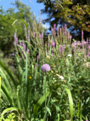IMG_6963.jpeg