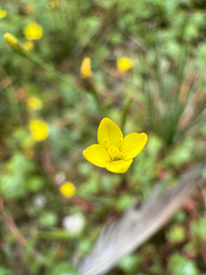 IMG_5106.jpeg