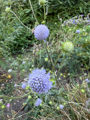 IMG_7637.jpeg