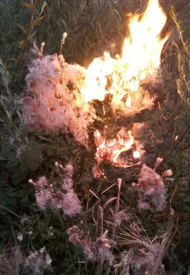 Distel Samenstände pyrolisieren.jpg