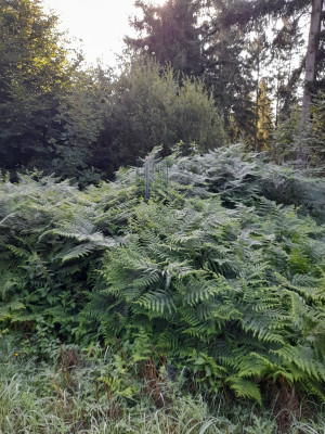 20250821_085427.jpg