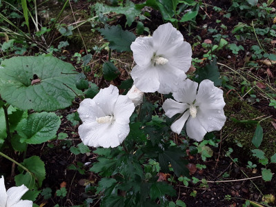 Hibiskus NoName
