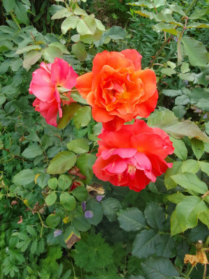 Rose Augusta Luise