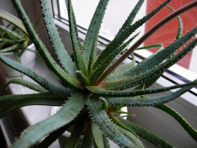 Aloe_La_Palma_799.JPG
