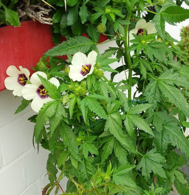 Hibiscus cannabinus