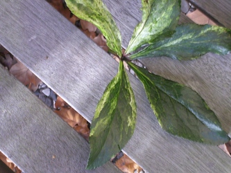PICT0006.JPG