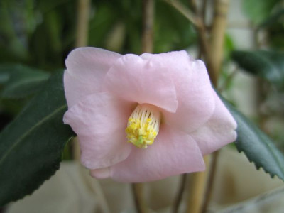 Roseaflora_17.11._2.JPG