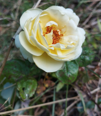 Gelbe_Rose.jpg