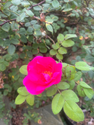 IMG_1341.jpeg