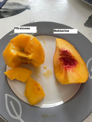 Pfirsicose.jpg