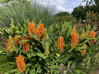Hedychium coccineum Tara Aug 2025.jpg