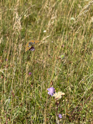 IMG_7959.jpeg