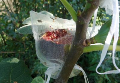 Vogel vs Organza.jpg