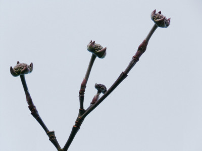 Cornus1-08.jpg