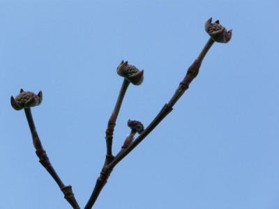 Cornus2-08.jpg