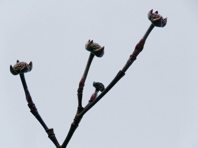 Cornus1-08Th.jpg
