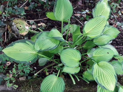 Hosta NoName