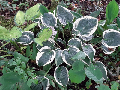 Hosta El Nino