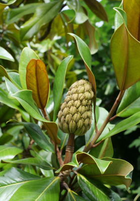 Magnolia grandiflora