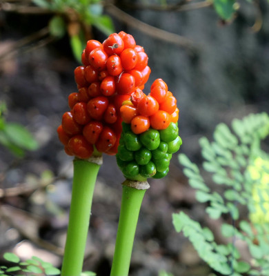 Arum 'Chamaeleon '