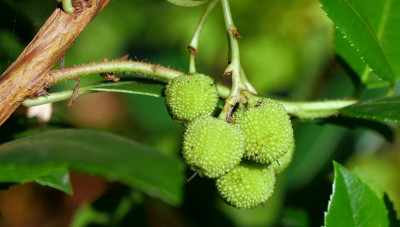 Arbutus unedo
