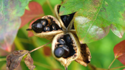 Paeonia rockii