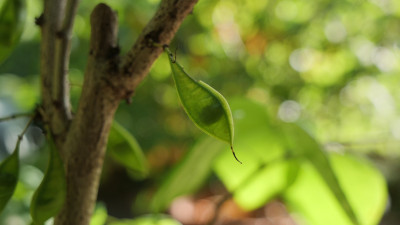 Cercis canadensis 'Avondale '