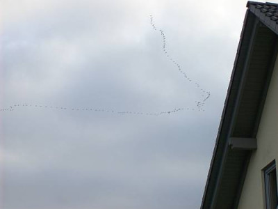 Kranichzug_2008_020_k.jpg