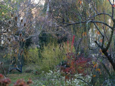 berberis_im_vergleich_2008-11.jpg
