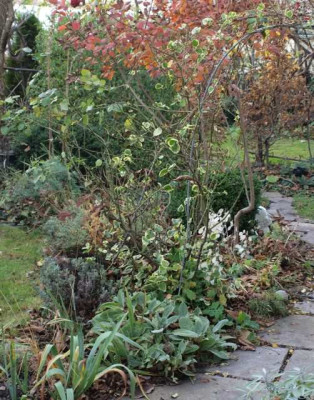 cotinus_im_vergleich_2008-11.jpg