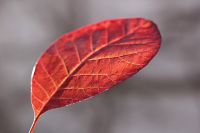 Cotinus-Nov1208.jpg
