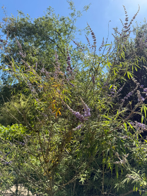 IMG_6456.jpeg