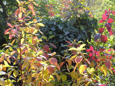 Herbstlaub_1.jpg