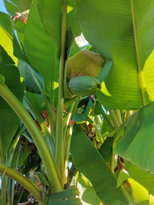 Banane Blüte 20250825.jpeg