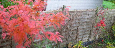 Sorbus__Pyrus.JPG