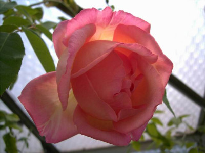 Mme.Leonie_Viennot_Blute.JPG