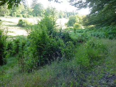Kreuzwegwiesen2015.JPG