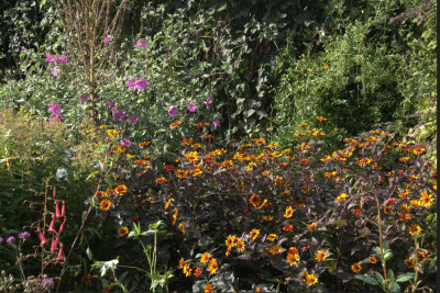 Heliopsis.jpg