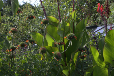 Leonotis.jpg